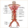 L'aorte abdominale