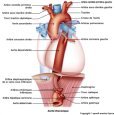 L'aorte thoracique