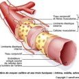 Structure d'une artère